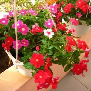 Hoa Dừa Cạn Rủ Vạn Người Mê 6 hoa dừa cạn