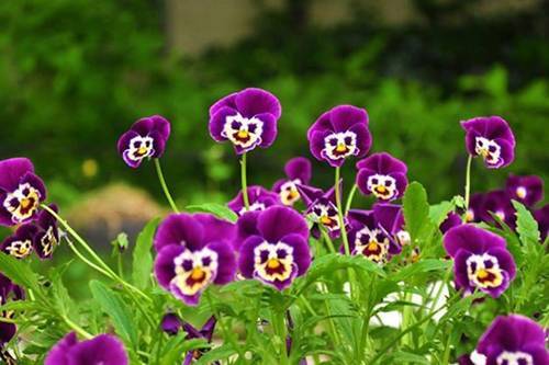 Hoa pansee
