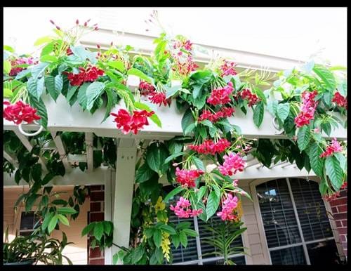 Hoa sử quân tử