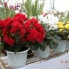 Hoa Thu Hải Đường Nở Rộ Quanh Năm Đẹp Như Tranh Vẽ 2 thu hải đường