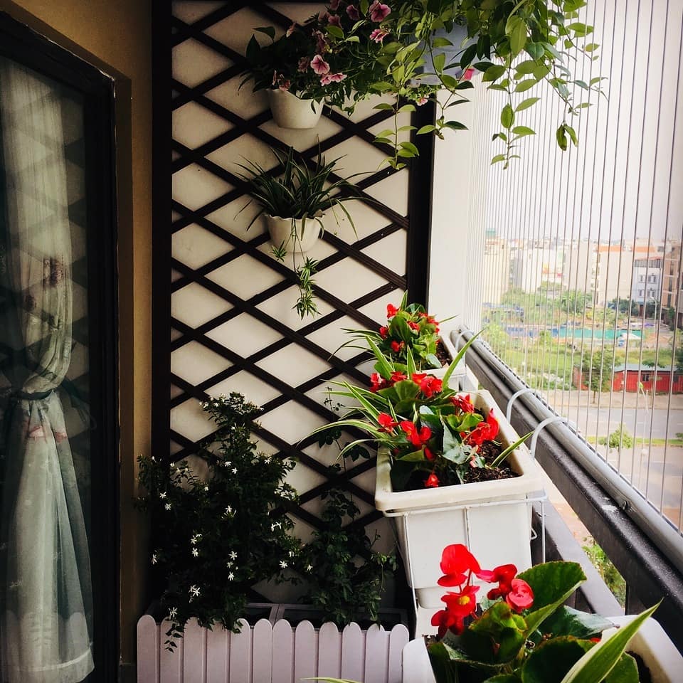 Giàn treo hoa hình quả trám trang trí tường ban công chung cư ...