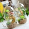 bình thủy tinh trồng hoa đẹp