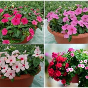 Hoa Dừa Cạn Rủ Vạn Người Mê 7 hoa dừa cạn