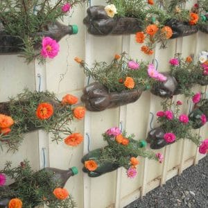 Vẻ Đẹp Tiên Cảnh Của Loài Hoa Mười Giờ Mỹ 7 hoa mười giờ