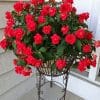 Hoa Ngọc Thảo Là Loài Hoa Dễ Trồng Cho Mọi Không Gian 1 giỏ hoa ngọc thảo
