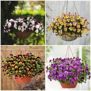 Vườn Nhà Đẹp Mê Ly Với Loài Hoa Panse 7 hoa panse