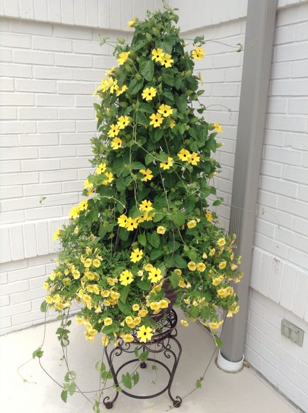 hoa mắt huyền dáng cây noel