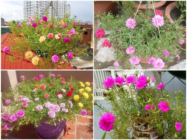 Vẻ Đẹp Tiên Cảnh Của Loài Hoa Mười Giờ Mỹ 8 các giống hoa mười giờ