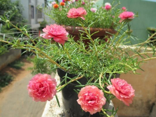 Vẻ Đẹp Tiên Cảnh Của Loài Hoa Mười Giờ Mỹ 9 mười giờ hồng