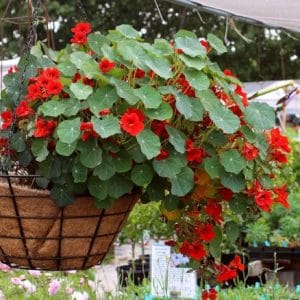 Hoa Sen Cạn Trang Trí Cho Ban Công Xinh 6 hoa sen cạn