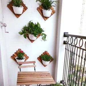 chậu vỉ gỗ tự nhiên