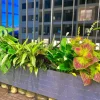 Chậu composite trồng cây sơn ghi