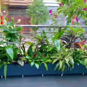 Chậu trồng cây sơn ghi