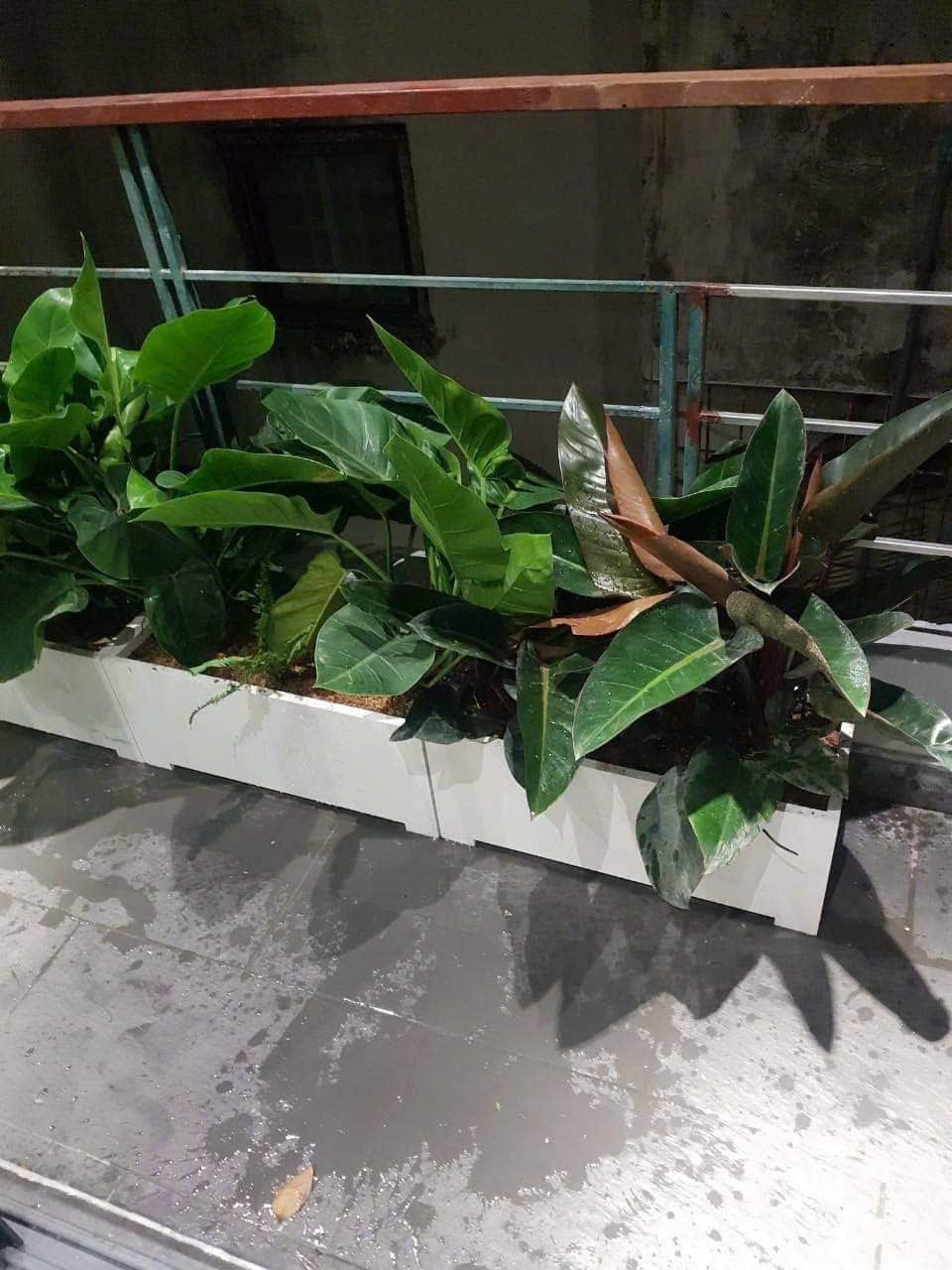 Chậu chữ nhật chân liền