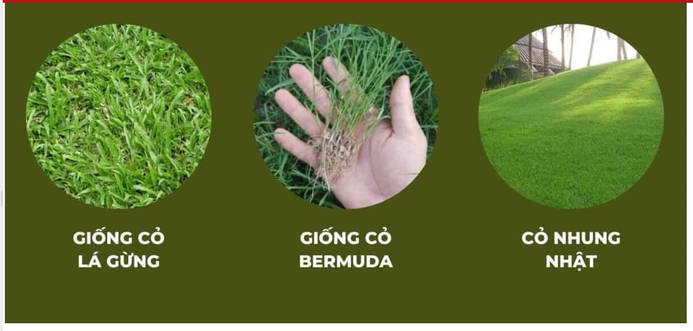 các loại cỏ trồng trải sân vườn