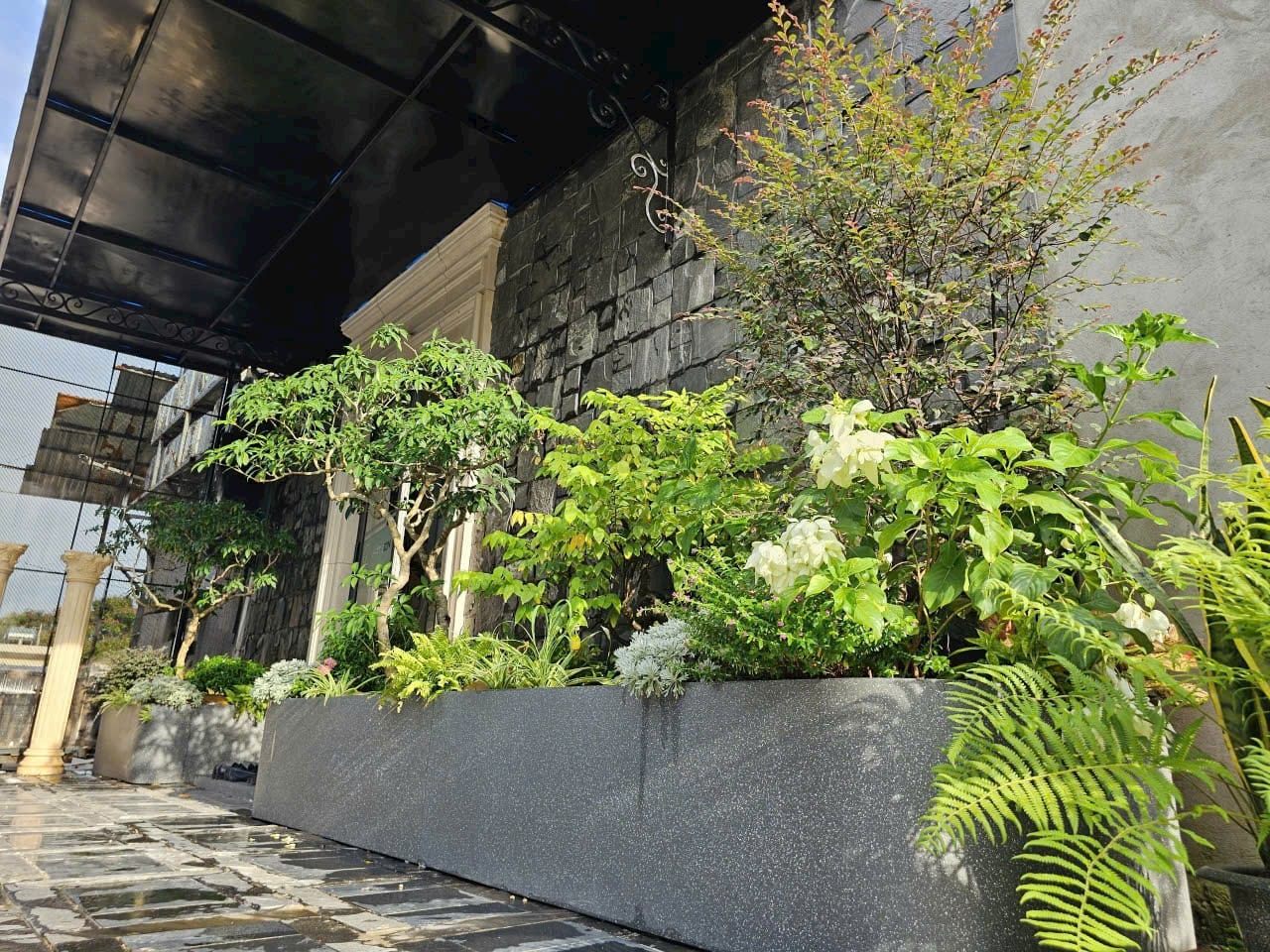 chậu cây xinh cho góc hiên nhà sân vườn
