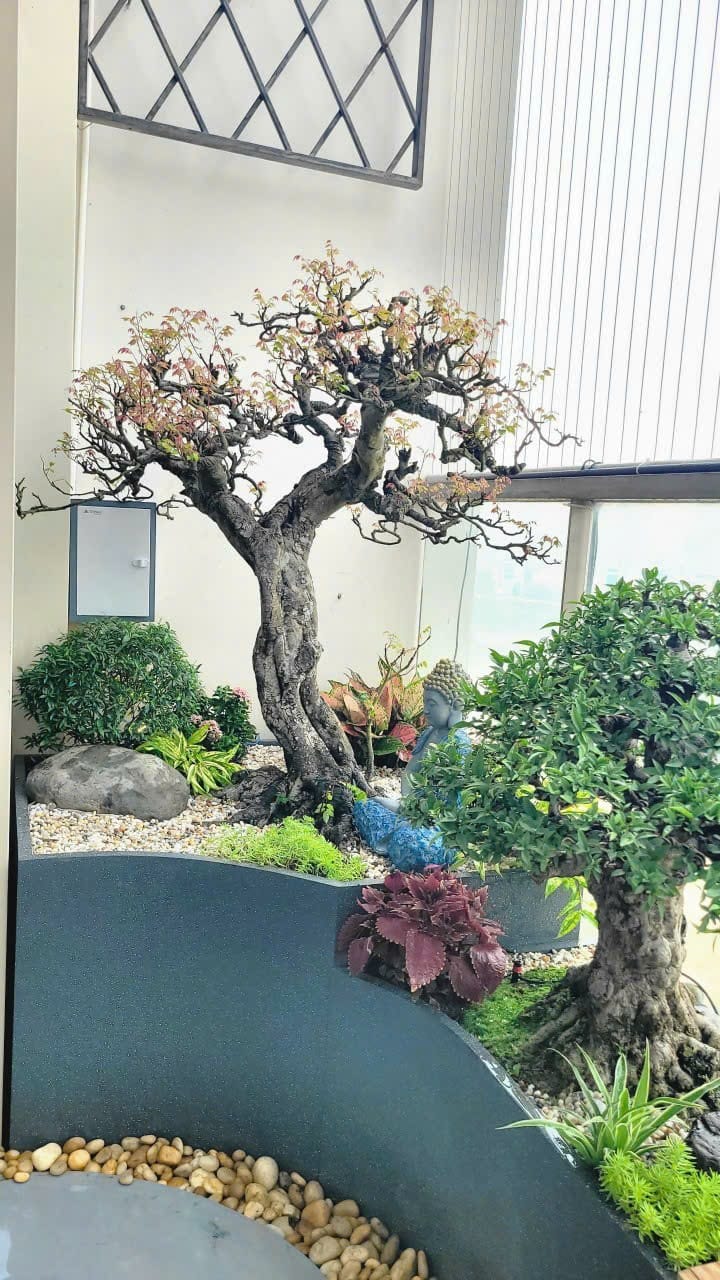 chậu composite trồng cây bonsai
