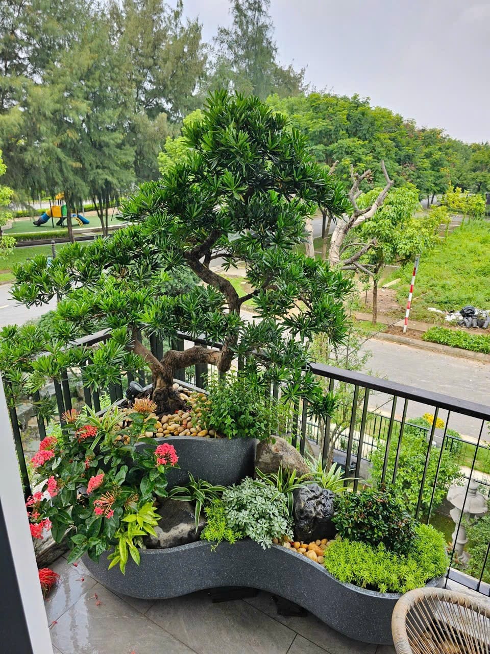 chậu cong composite