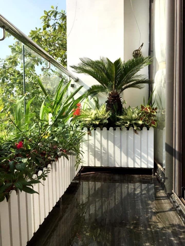 chậu hàng rào cao 50 cm