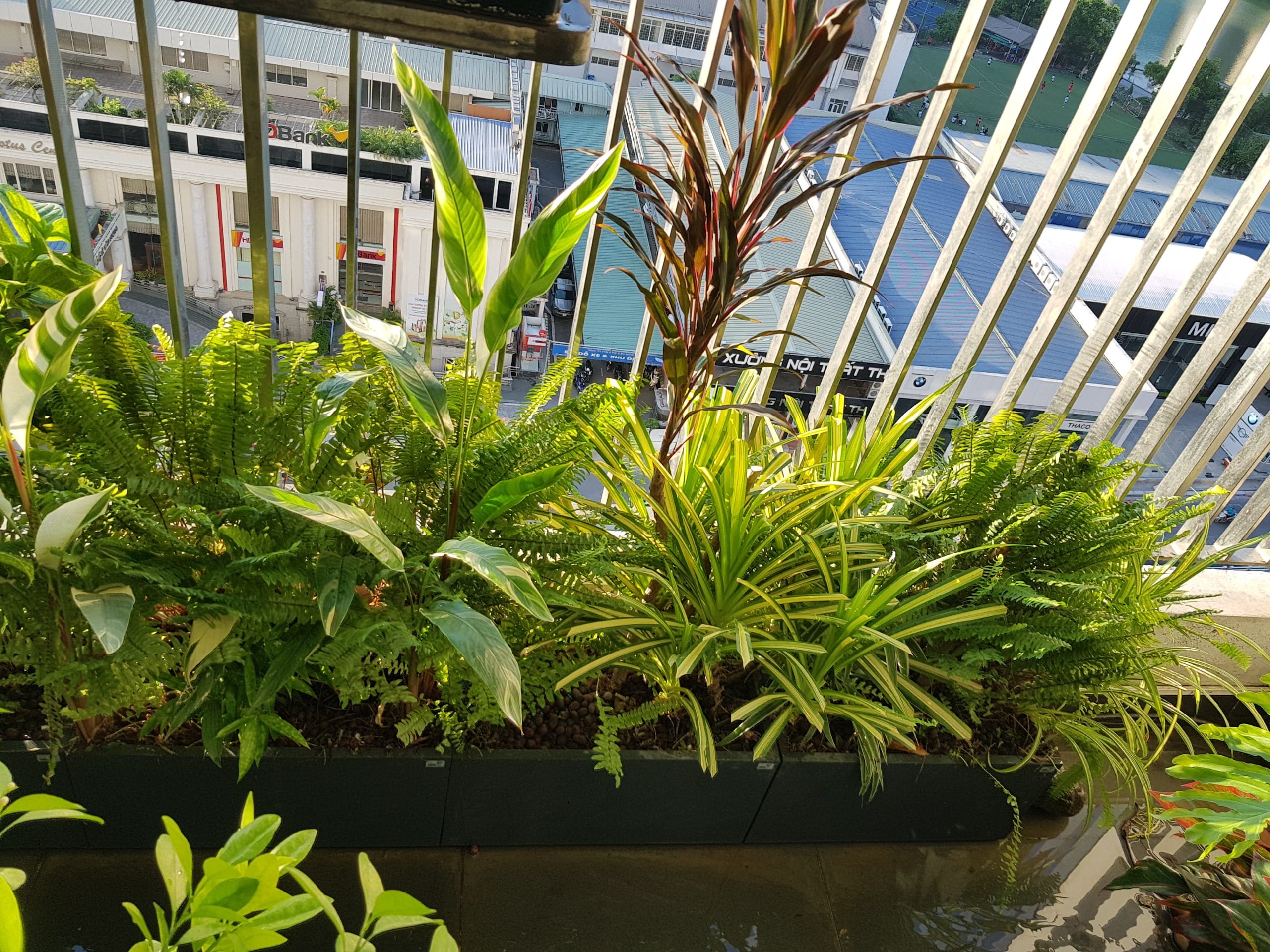 chậu trồng cây phong cách tropical