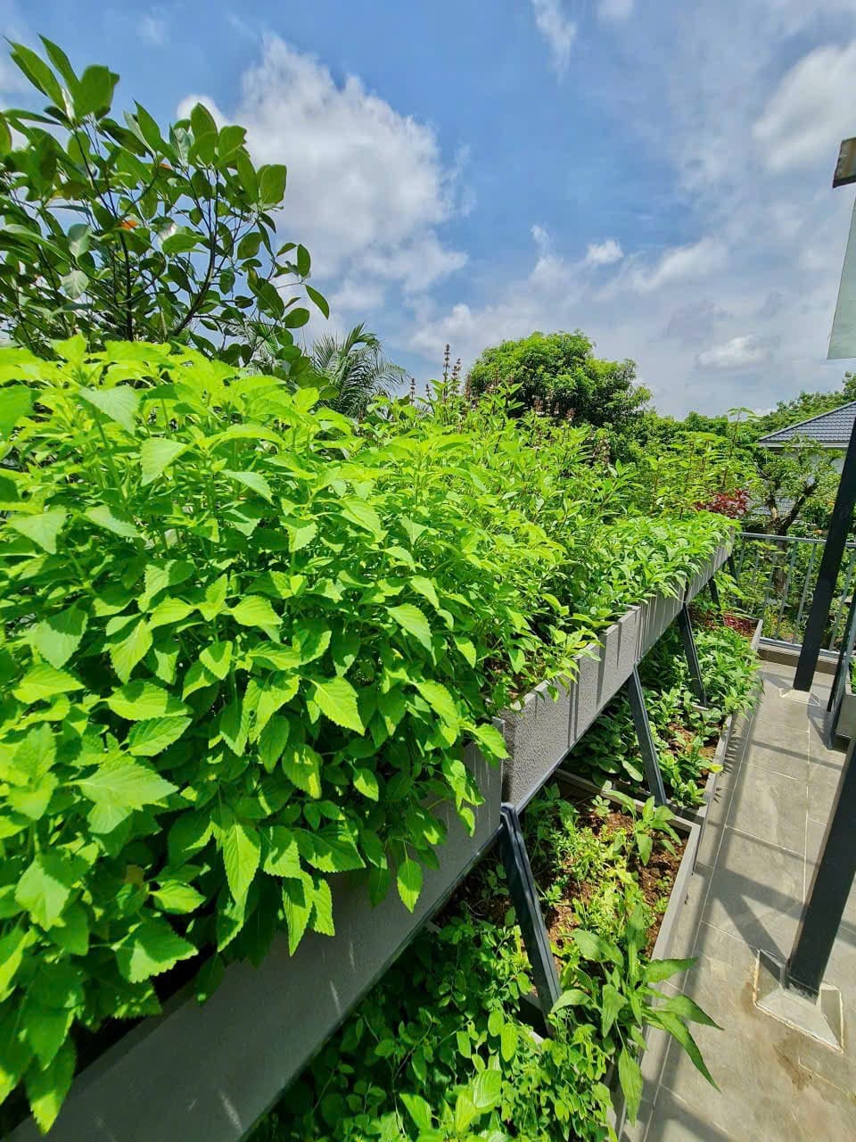 chậu trồng rau thơm sân thượng