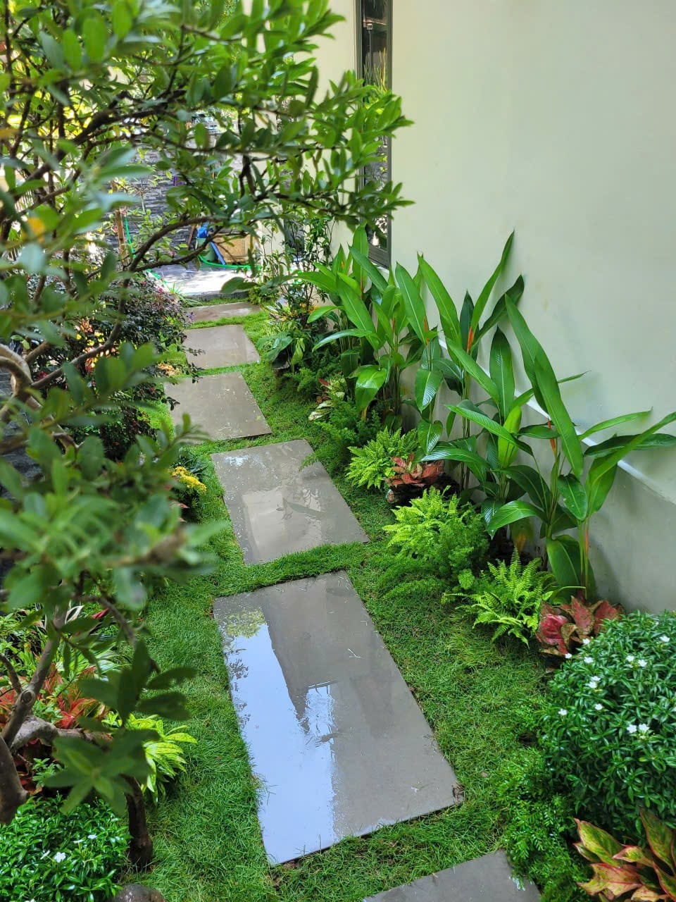 mẫu sân vườn phong cách tropical