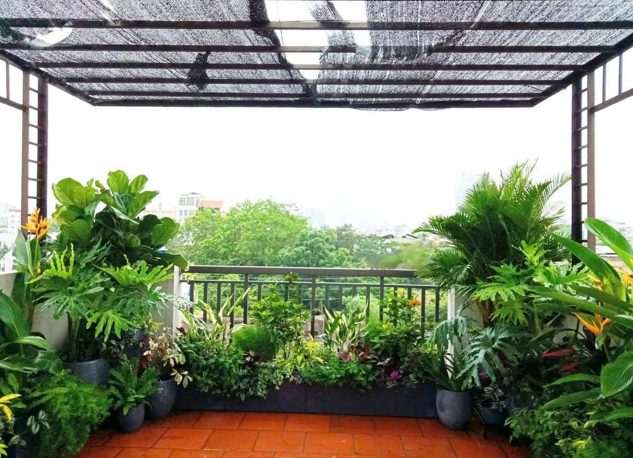 trồng cây sân thượng tropical